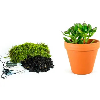 Gardners Kokedama "Vyrob si sám" Crassula (L) Krasule, Tlustice, Strom života