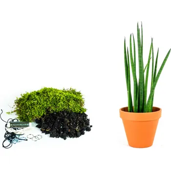 Gardners Kokedama "Vyrob si sám" Sansevieria bacularis (M) Sanseveria, Tchýnin jazyk, Tenura