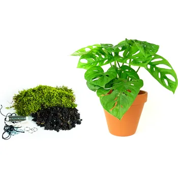 Gardners Kokedama "Vyrob si sám" Monstera adansonii Monkey Mask (L) Monstera, Adansonova monstera, Švýcarský sýr