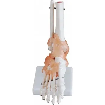 anatomický model ODEL Model kostry lidského chodidla s vazy