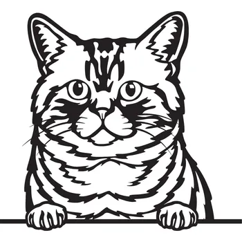 Vsepropejska Brazilská krátkosrstá kočka dřevěná dekorace na zeď Rozměr (cm): 38 x 34