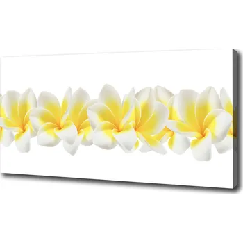 Obraz Foto obraz na plátně Plumérie