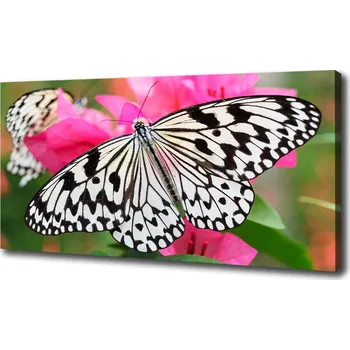 Obraz Foto obraz na plátně Motýl na květině