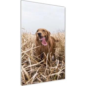 Obraz Vertikální Foto obraz skleněný svislý Golden retriever