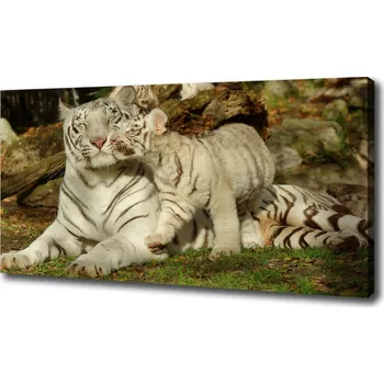 Obraz Foto-obraz canvas na rámu Tygři