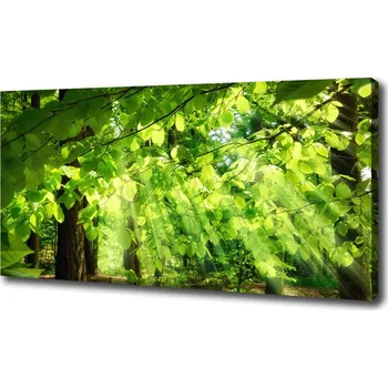 Obraz Foto obraz na plátně Listí buku