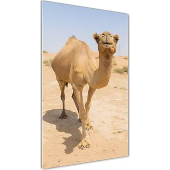 Obraz Foto obraz akrylový vertikální Velbloud na poušti