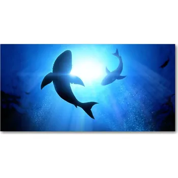 Obraz Foto obraz skleněný horizontální Dva žraloci