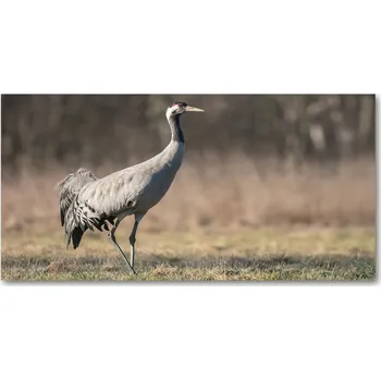 Obraz Foto-obraz na skle horizontální Volavka