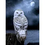 Figured'Art Bílá sova 40 x 50 cm