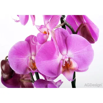Fototapeta Fototapeta na zeď FTS 0049, Fialová orchidej, 360 x 254 cm, AG Design