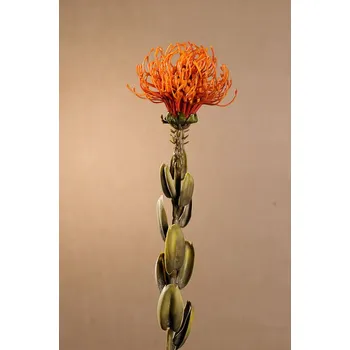 umělá květina Paramit DRY SMALL PROTEA Aranžovací květina oranžová 61 cm