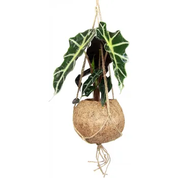 Alocasia amazonica Polly (L) Alokásie, Alokázie