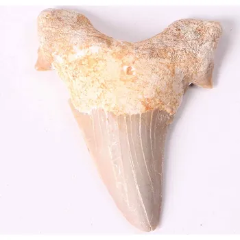 Magieprirody.cz Fosilie žraločí zub velký 5 cm #303