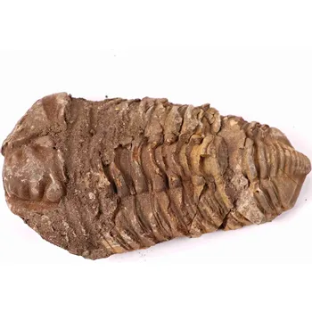 Magieprirody.cz Fosilie Trilobit Calymene Flexicalymene 100 mm #141