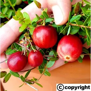 Sazenice Americká brusinka velkoplodá CRANBERRY ´Big Pearl´ (Vaccinium macrocarpon ´Big Pearl´)