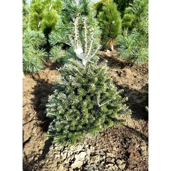 Sazenice Abies x koreocarpa 'Discus' 30-40 cm