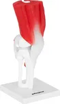 Physa PHY-KJ-2 anatomický model kolena