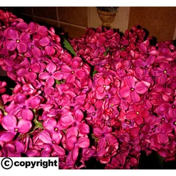 Sazenice Šeřík ´Znamya´ KEŘOVÝ (Syringa vulgaris ´Znamya´)