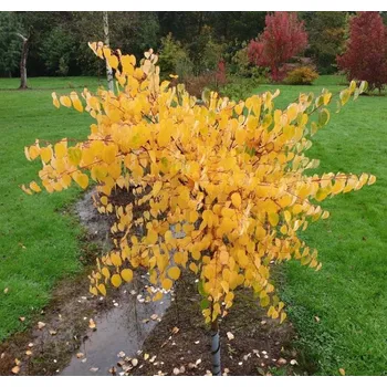 Sazenice Cercidiphyllum japonicum 'Glowball' C7,5L-KM100