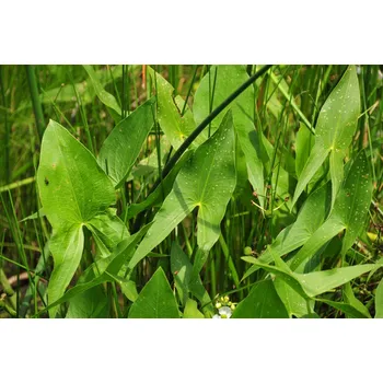 Sazenice Sagittaria latifolia