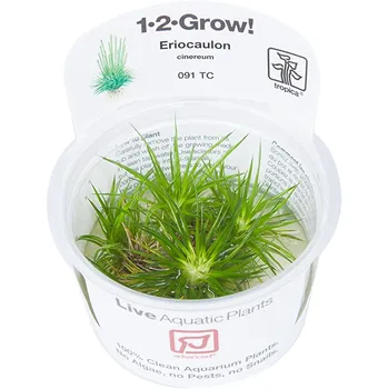 Akvarijní rostlina Tropica 1-2-Grow Eriocaulon Cinereum