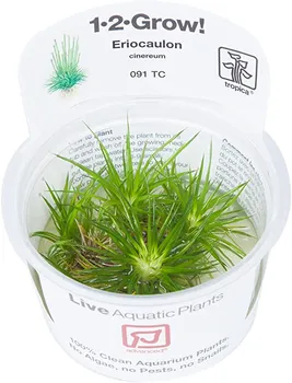 Akvarijní rostlina Tropica 1-2-Grow Eriocaulon Cinereum 