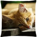 Polštář s motivem kočky 34, oranžová, Mybesthome 40x40 cm Varianta: Povlak na polštář s výplní, 40x40 cm