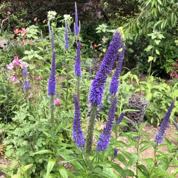 Veronica longifolia 'Blue Shades'