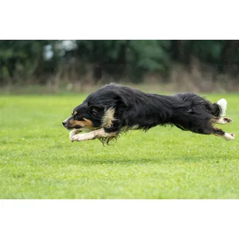 Kloubní výživa RAK-Brno Hydrolyzovaný kolagen Váha: 500 g