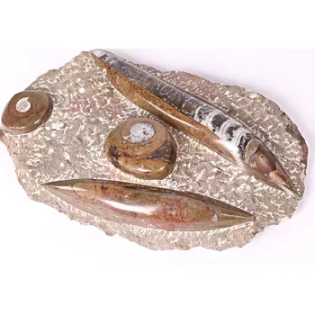 Přírodní kámen Magieprirody.cz Fosilie Orthoceras deska 28x17cm 2.210 kg (Maroko) #04