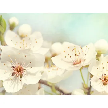 Fototapeta Fototapeta vliesová Třešňový květ 340x254 cm