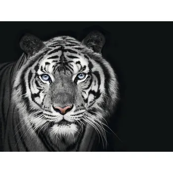 Fototapeta Fototapeta vliesová Tygr čb 340x254 cm