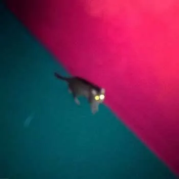 Zahraniční hudba 2LP !!!: Wallop LTD | CLR 2019 Green & Pink Vinyl Limited Edition