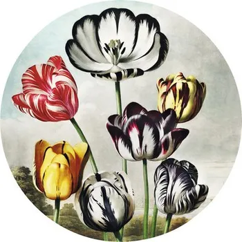 Fototapeta Fototapeta vliesová Tulipány 142,5 cm