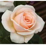 Kordes Rosen Courage velkokvětá růže 2 l