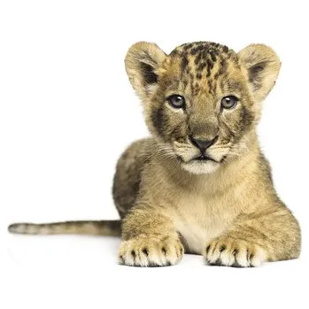 Fototapeta Fototapeta vliesová Lvíče 190 cm