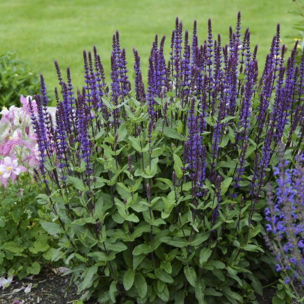 Salvia nemorosa 'Caradonna' C2L 15-20 CM