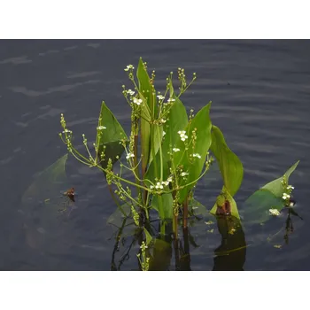 Sazenice Alisma plantago aquatica