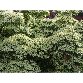 Sazenice Cornus kousa 'Milky Way' kontejner C7L, v. 60-80 CM
