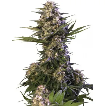 Semeno Buddha Seeds Kraken Balení: 1ks