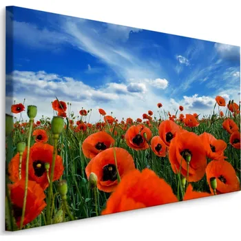 Plátno Kvetoucí Máky Na Louce 3D Varianta: 40x30
