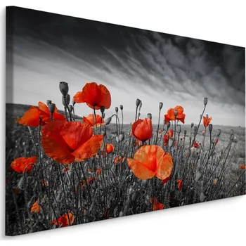 Plátno Divoké Máky Na Černobílé Louce Varianta: 40x30
