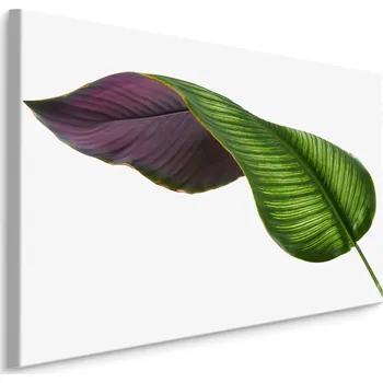 MyBestHome BOX Plátno Calathea List Na Bílém Pozadí Varianta: 30x20