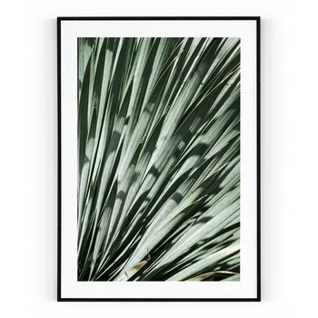 Plakát Plakát / Obraz Dasylirion Pololesklý saténový papír S bílým okrajem A4 - 21 x 29,7 cm