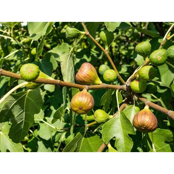 Ficus carica 'Brown Turkey' C2L