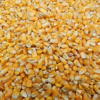 Krmivo pro hospodářské zvíře Starex Kukuřice krmná 25 kg