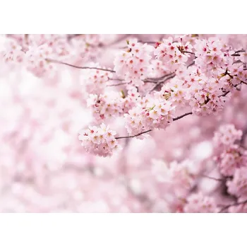 Fototapeta Vliesová fototapeta XXL Sakura 360 x 254 cm, 4 díly