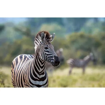 Fototapeta DIMEX | Vliesová fototapeta Zebra stepní MS-5-0456 | 375 x 250 cm| zelená, bílá, černá, hnědá + Vliesová fototapeta na stěnu DIMEX Zebra stepní MS50456 v rozměru 375 x 250 cm + lepidlo zdarma