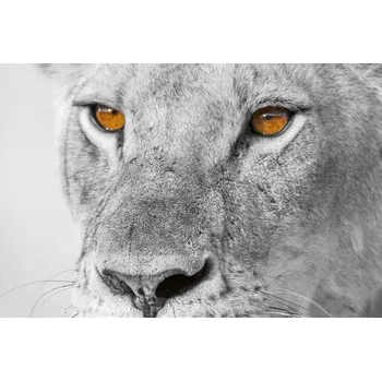 Fototapeta DIMEX | Vliesová fototapeta Kočkovitá šelma MS-5-0567 | 375 x 250 cm| bílá, černá, hnědá, šedá + Vliesová fototapeta na stěnu DIMEX Kočkovitá šelma MS50567 v rozměru 375 x 250 cm + lepidlo zdarma